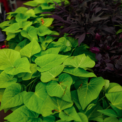 Ipomea Patio Lime (4,5")