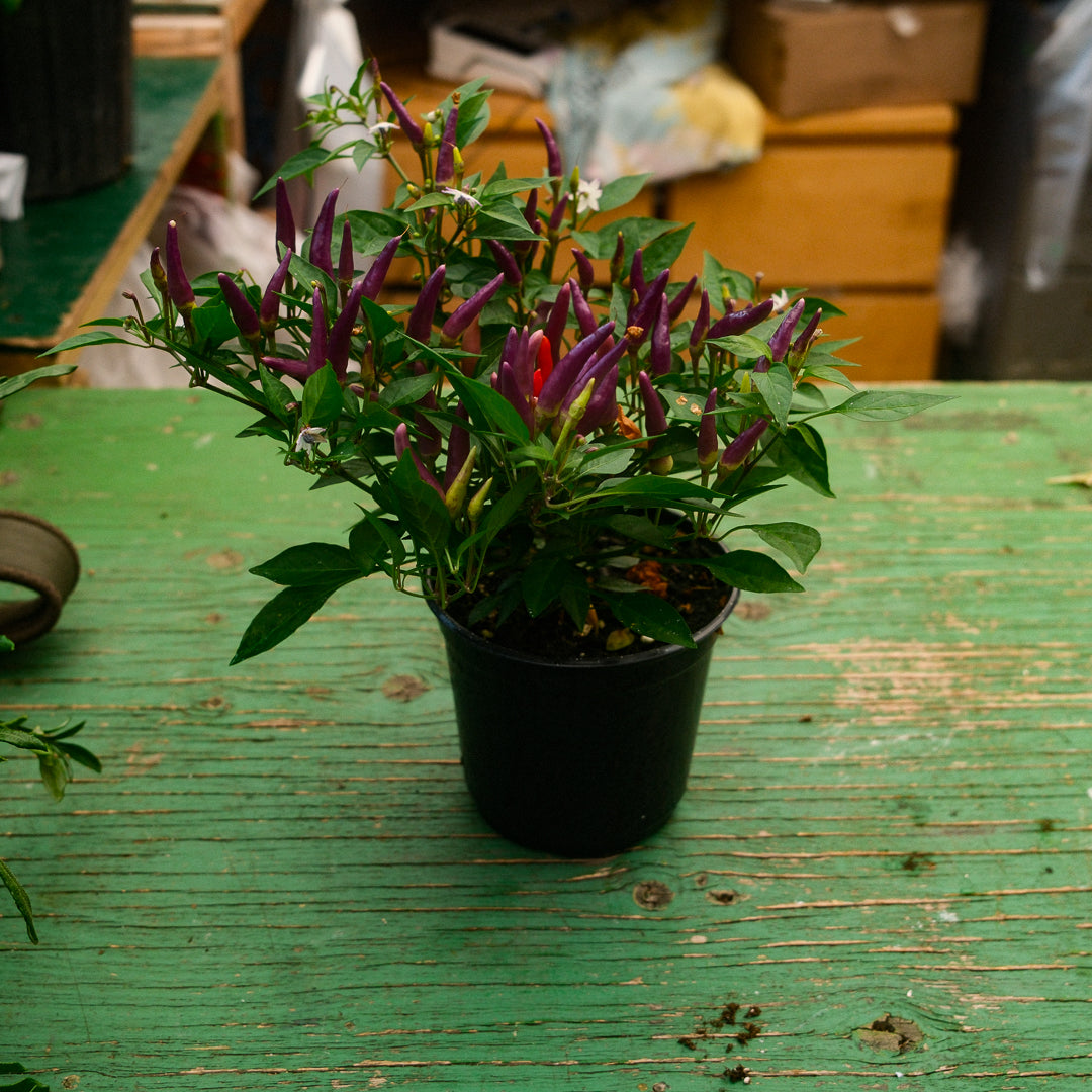 Piment doux Sangria (5")