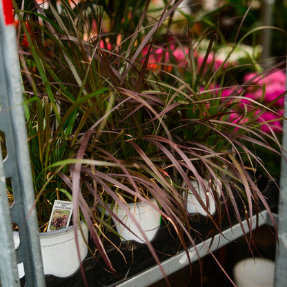 Pennisetum Rubrum (4")