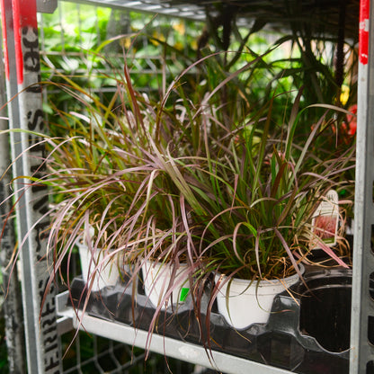 Pennisetum Rubrum (4")