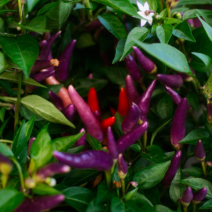 Piment doux Sangria (5")