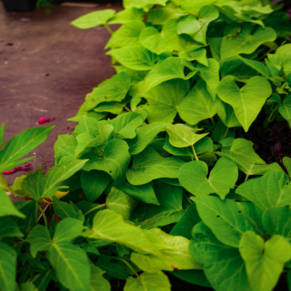 Ipomea Patio Lime (4,5")