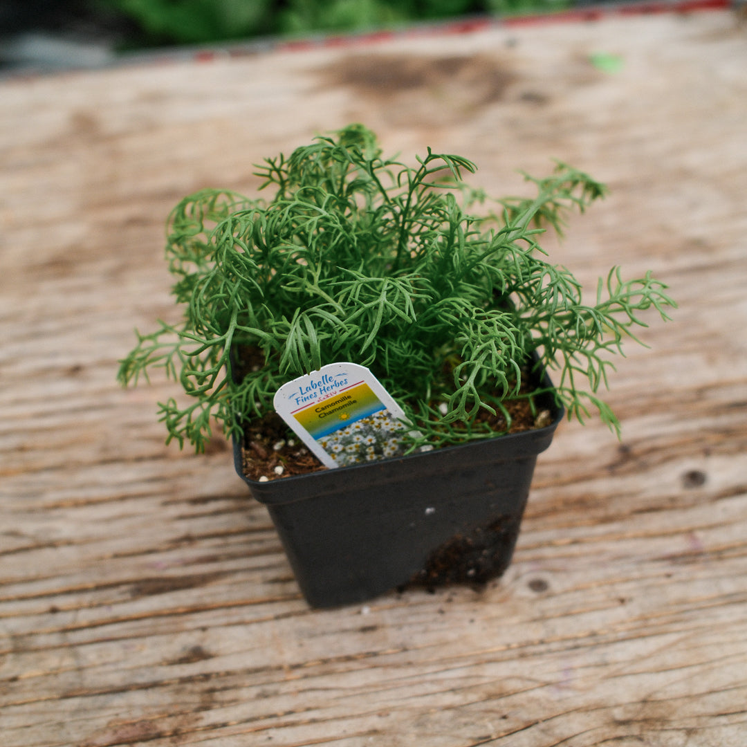 Chamomile (4.5")