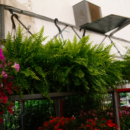 Boston Fern (8")