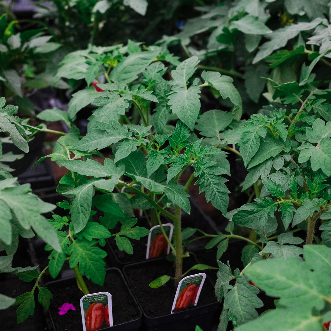 Tomate italienne San Marzano (4,5")