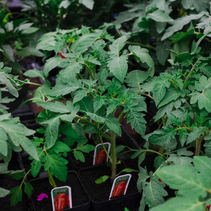 Tomate italienne San Marzano (4,5")