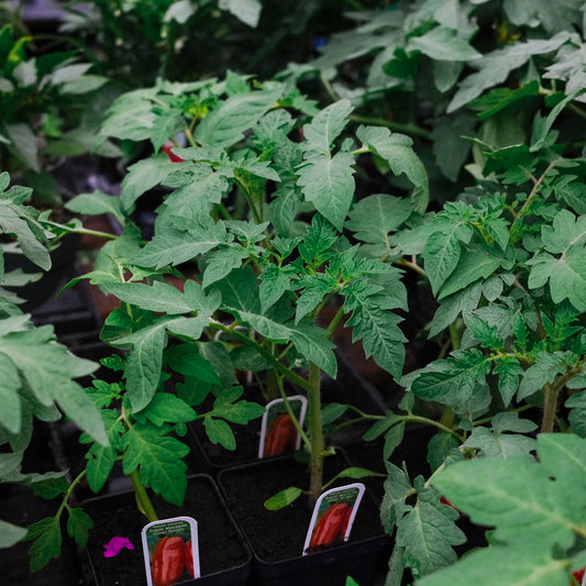 Italian San Marzano Tomato (4.5")