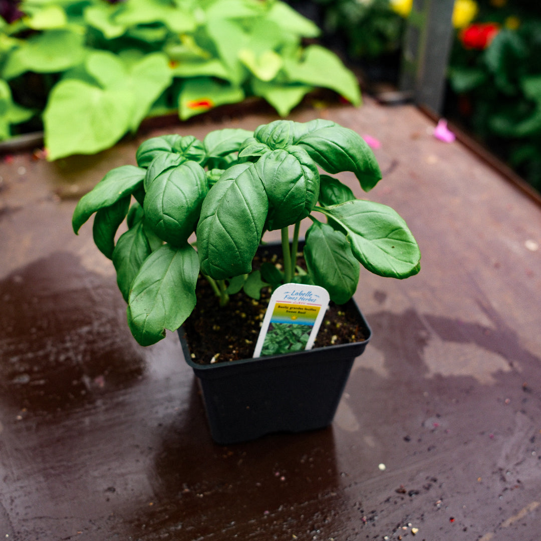 Basil Genovese (4.5")