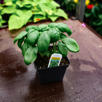 Basil Genovese (4.5")