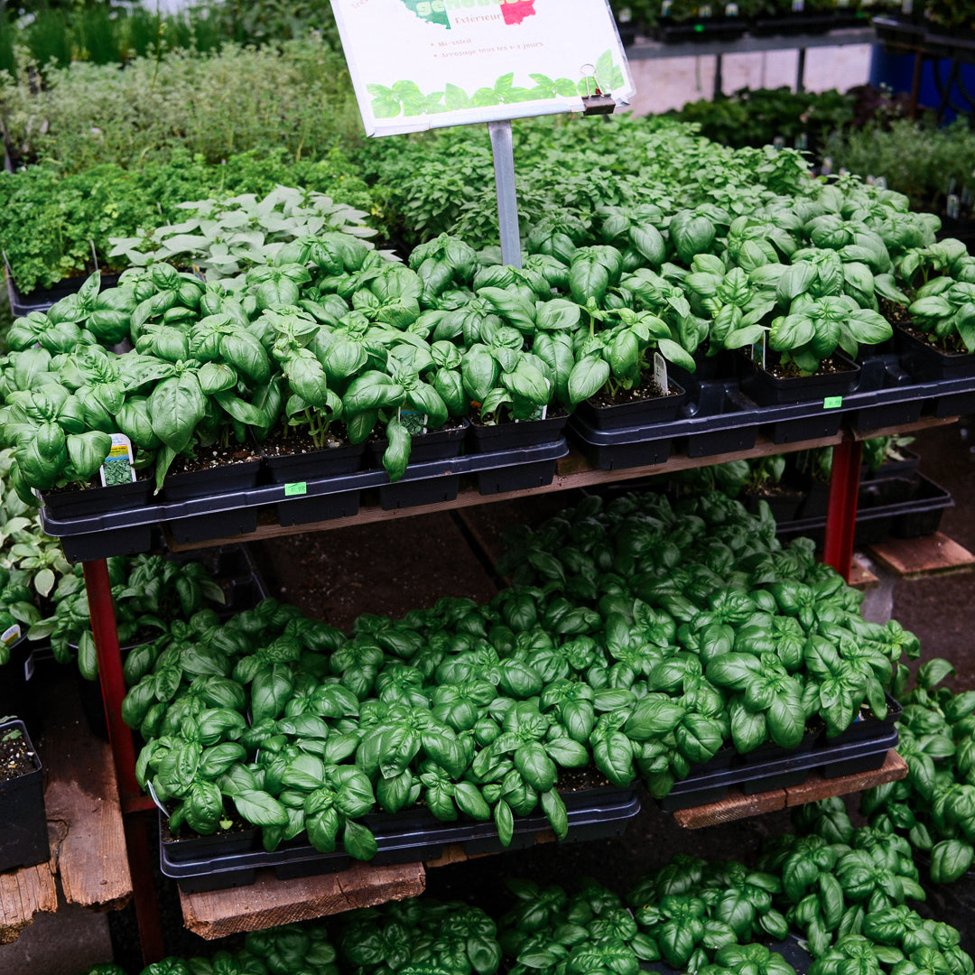 Basil Genovese (4.5")