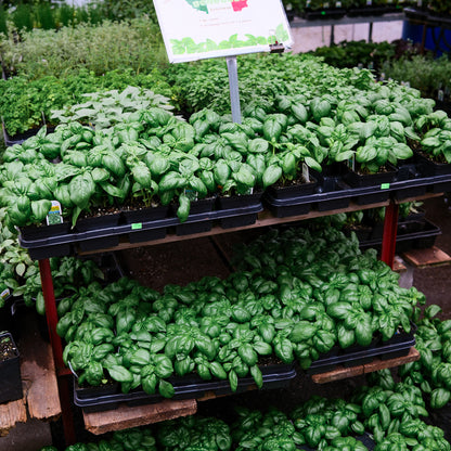 Basil Genovese (4.5")