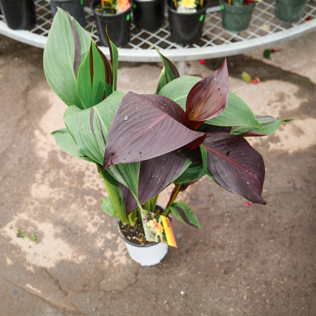 Canna Lily 'Cleopatra' (6")