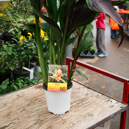 Canna Lily 'Cleopatra' (6")