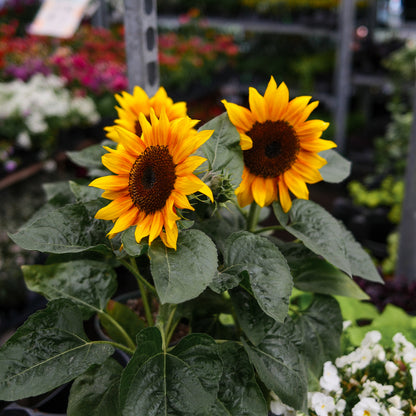 Dwarf Sunflower (6")