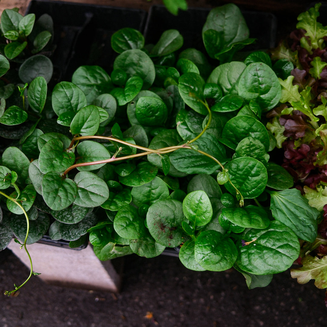 Malabar Spinach (x6)