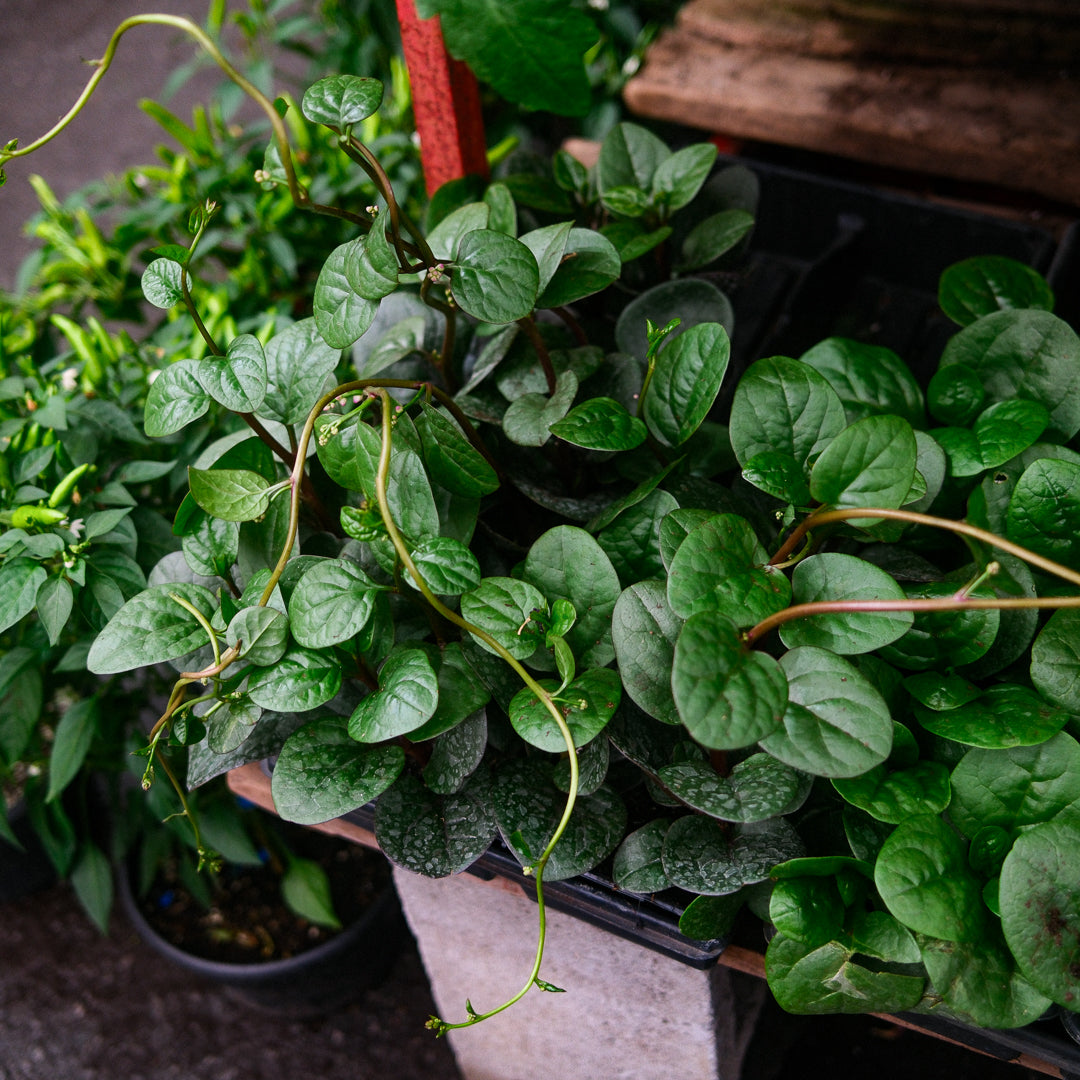 Malabar Spinach (x6)