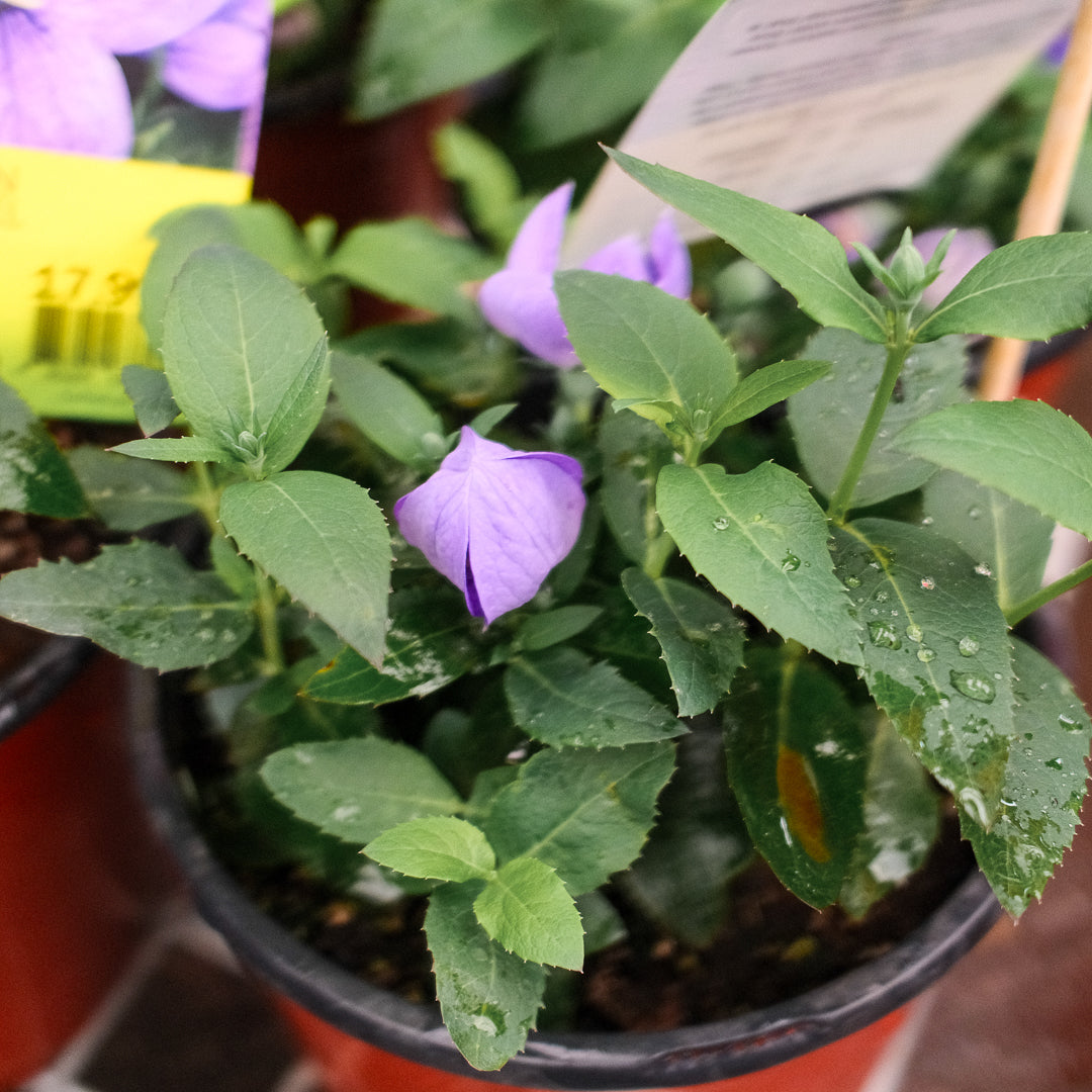 Platycodon 'Pop Star Blue' (6")
