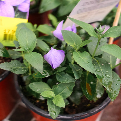 Platycodon 'Pop Star Blue' (6")