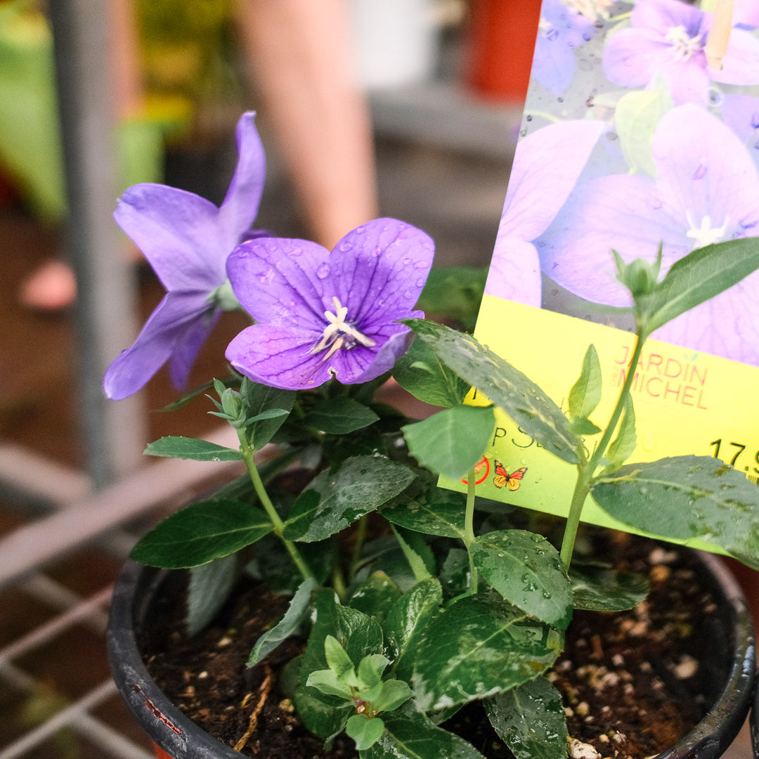 Platycodon 'Pop Star Blue' (6")