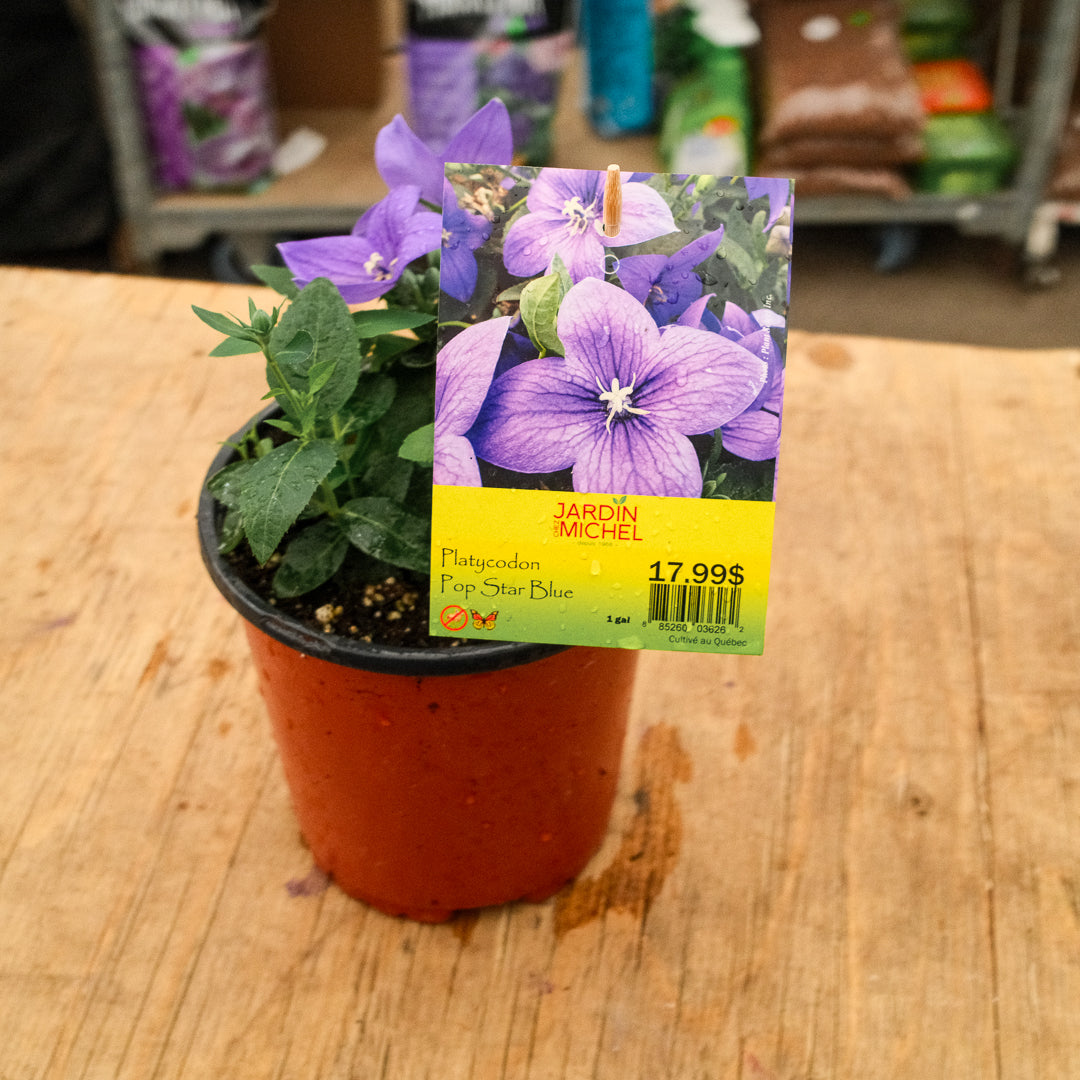 Platycodon 'Pop Star Blue' (6")