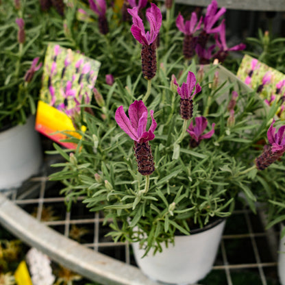 Lavande papillon 'Primavera' (6")