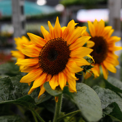 Dwarf Sunflower (6")