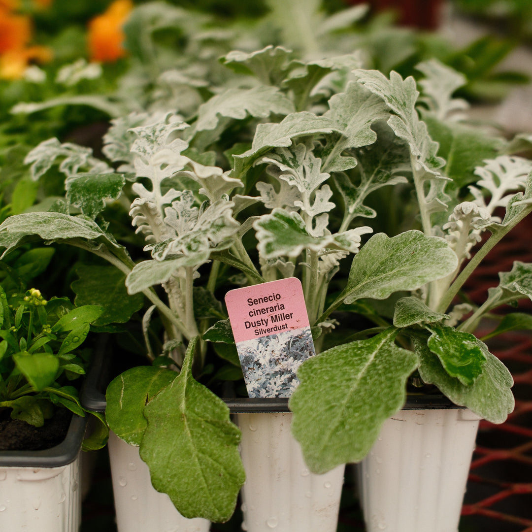 Cineraria x 9