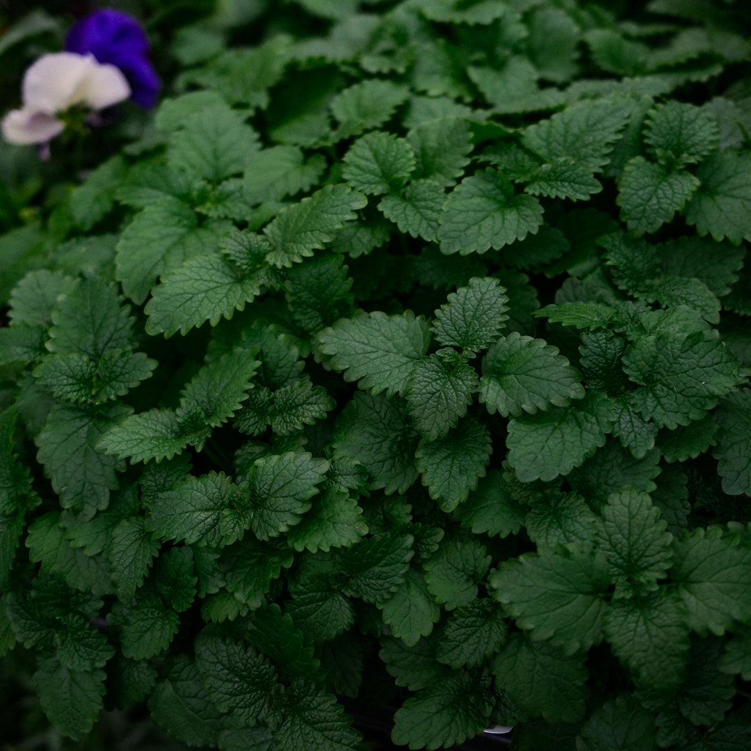 Lemon Balm Lemongrass Balm (4.5")