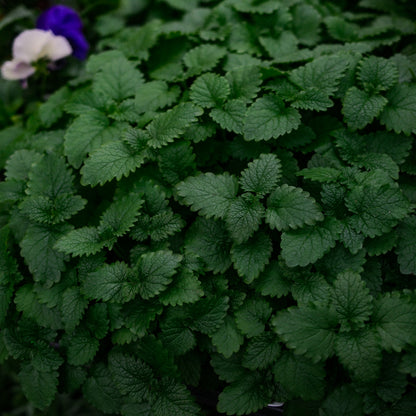 Lemon Balm Lemongrass Balm (4.5")