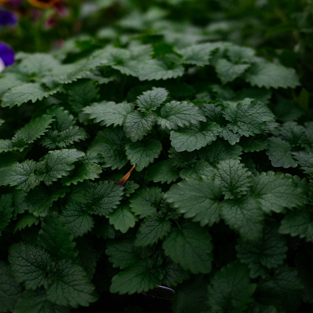 Lemon Balm Lemongrass Balm (4.5")