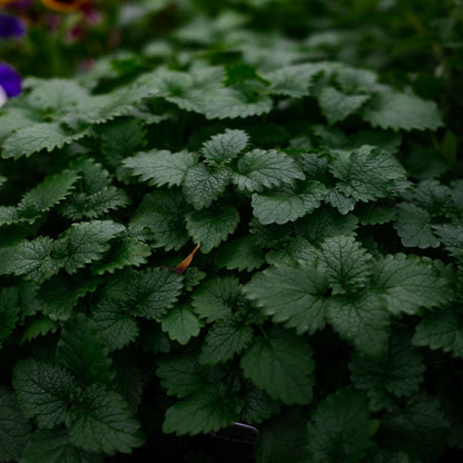Lemon Balm Lemongrass Balm (4.5")