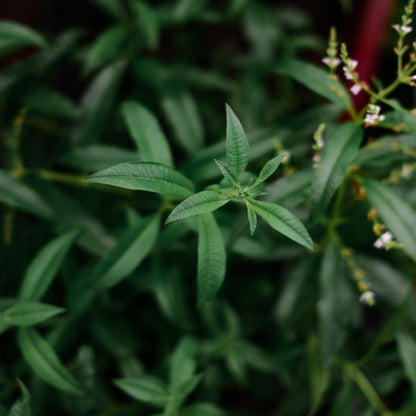 Verveine citronelle (4,5")