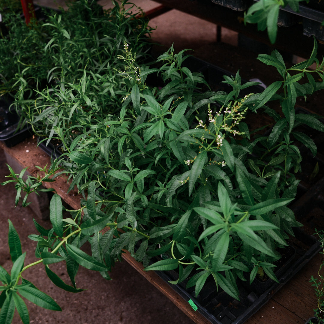 Verveine citronelle (4,5")