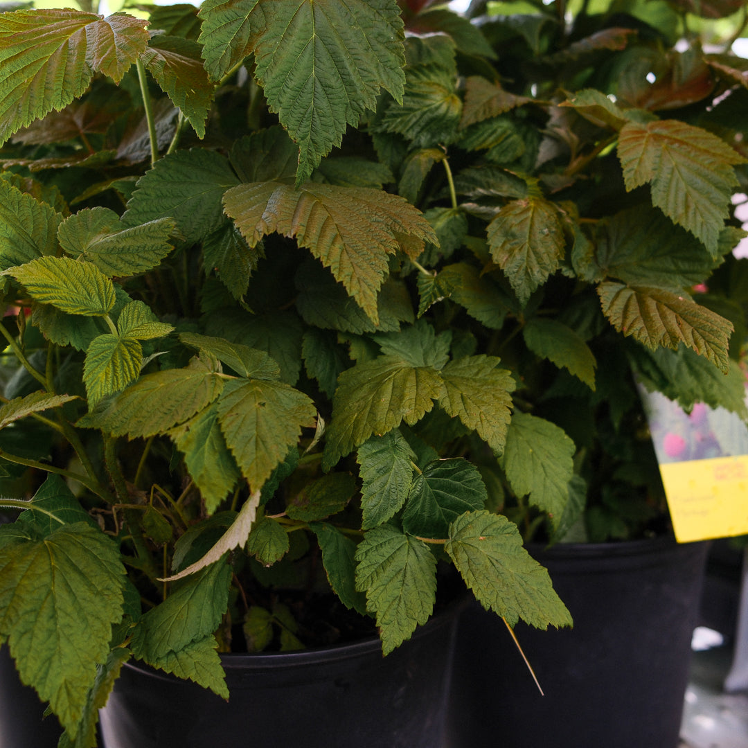 Raspberry bush (4.5") 
