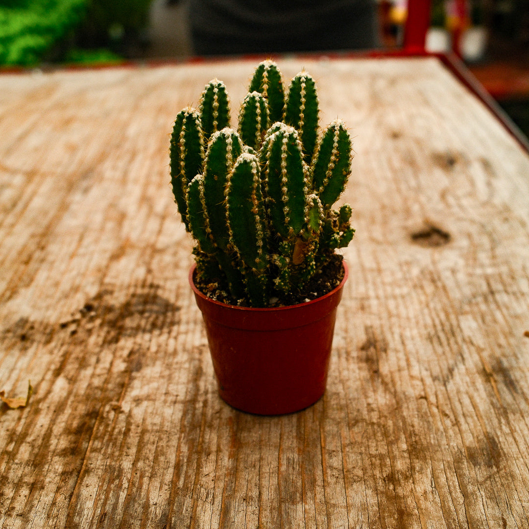 Fairy Castle Cactus (3")