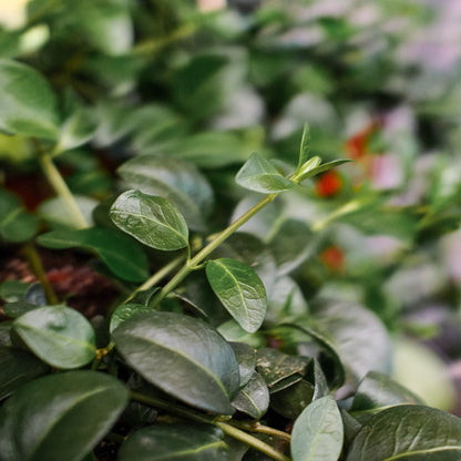 Vinca Minor (6")