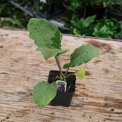 Aubergines mauves (4,5")