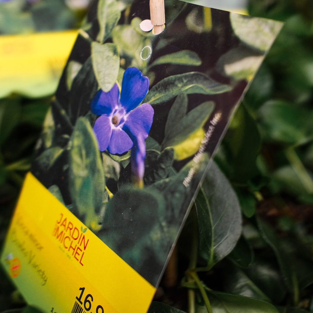 Vinca Minor (6")
