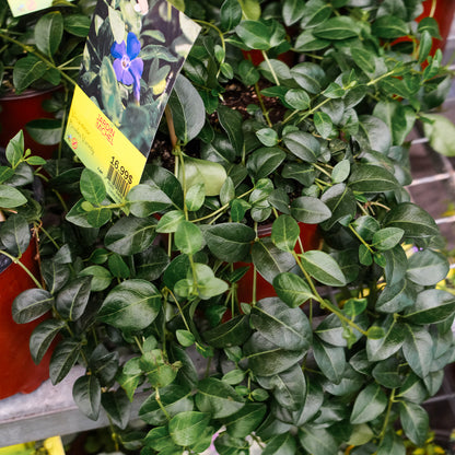 Vinca Minor (6")