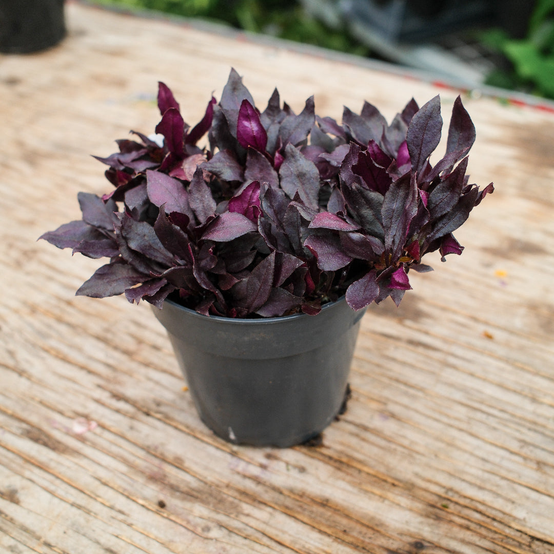Alternanthera 'Choco Chili'
