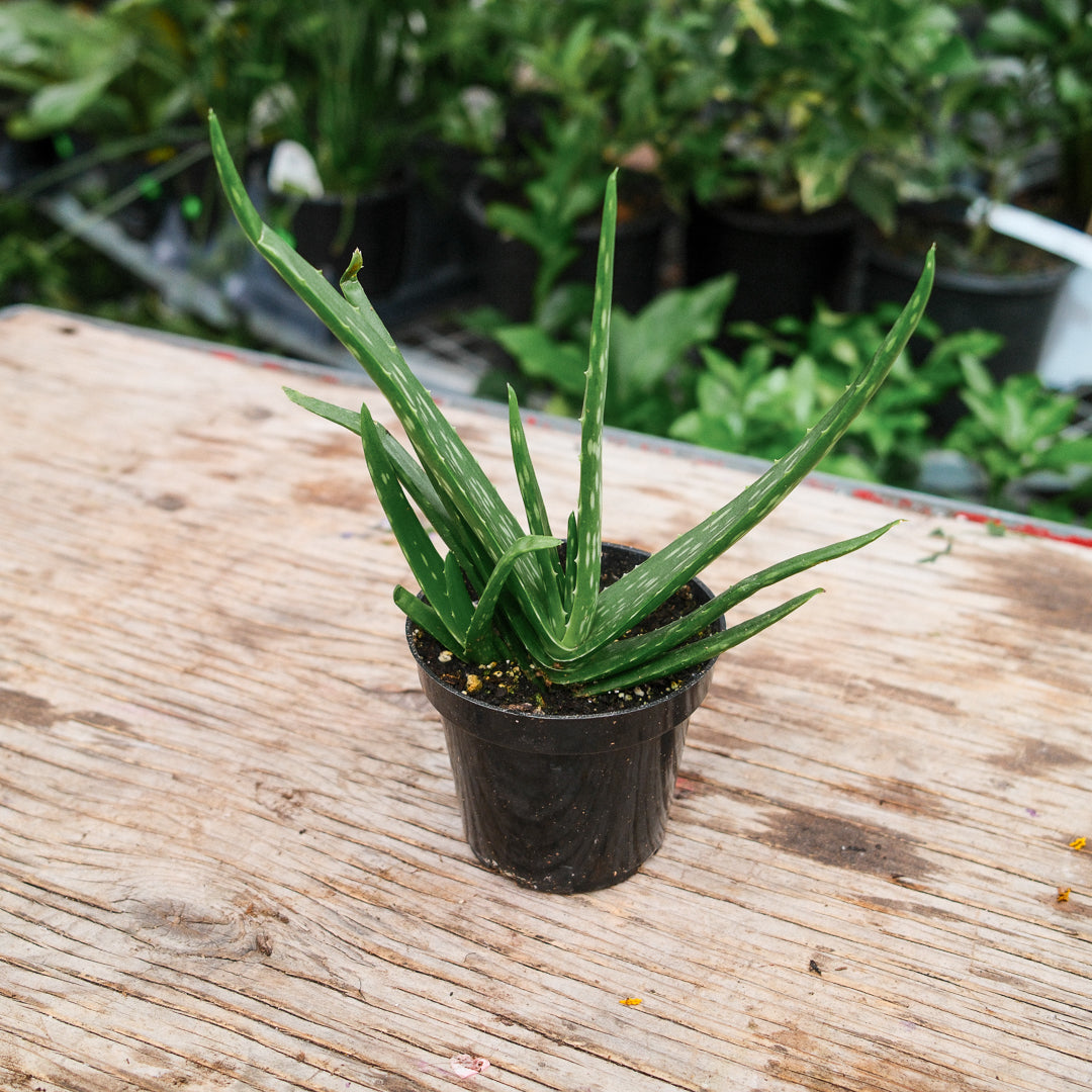 Aloe Vera (4,5")