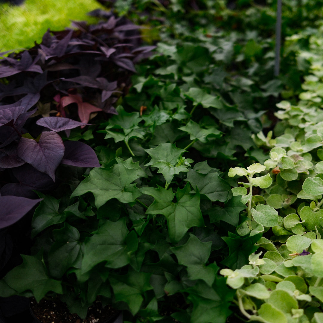 German Ivy (4.5") 