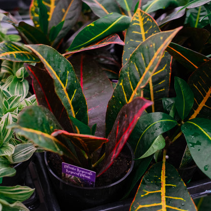 Croton (4,5")
