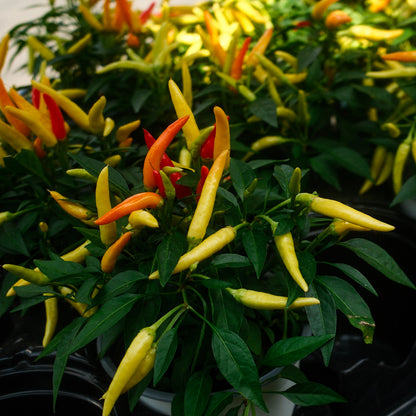 Chilly Chilli Sweet Pepper (5")