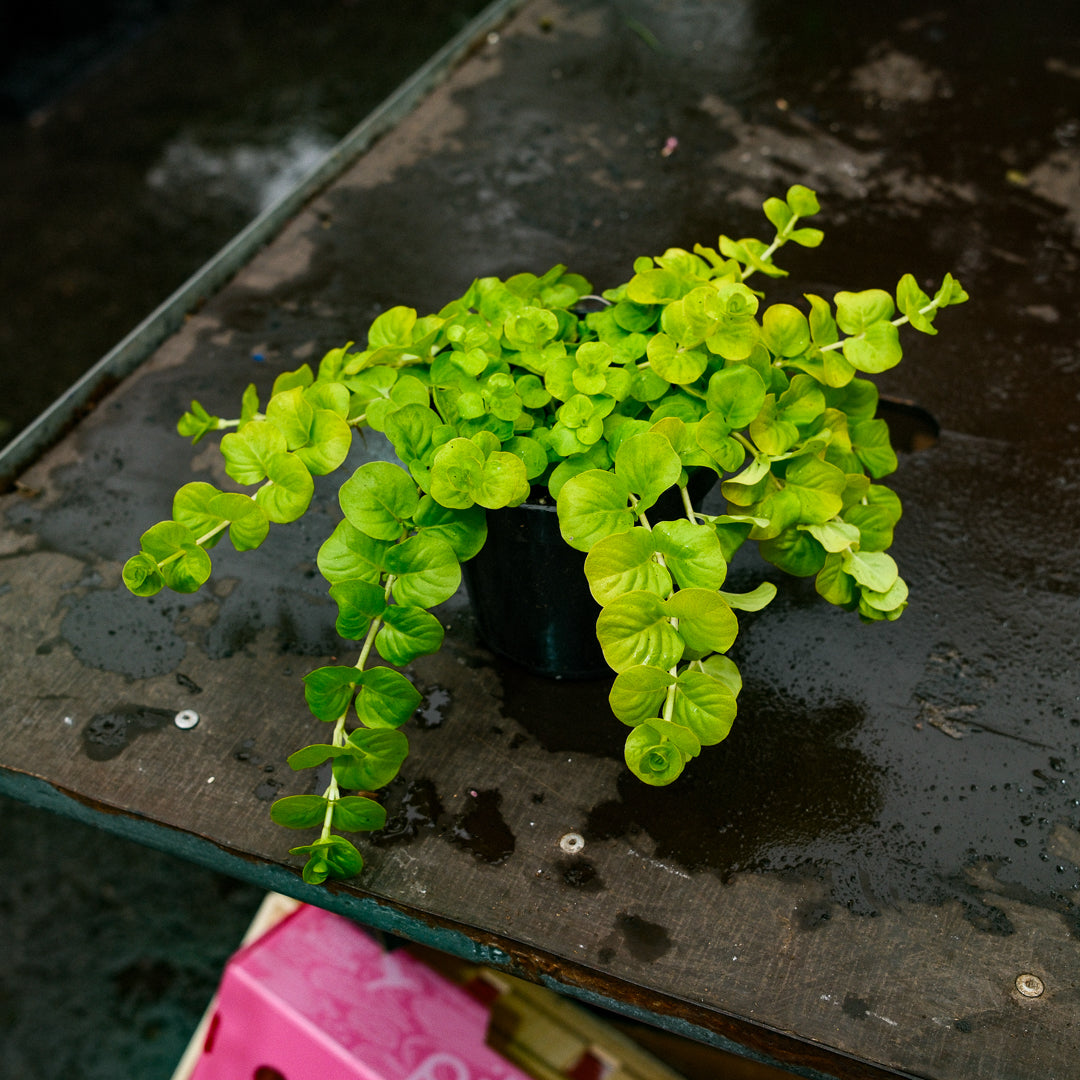 Lysimachia (4.5") 