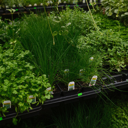 Chives (4.5")