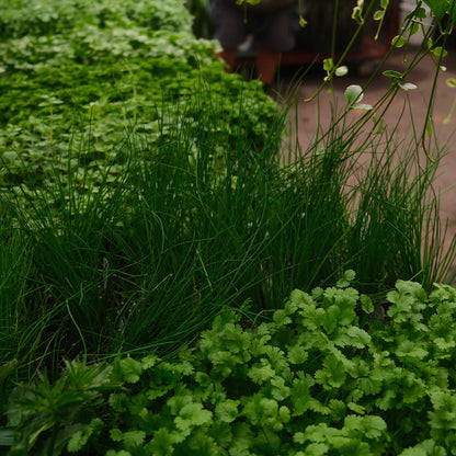 Chives (4.5")
