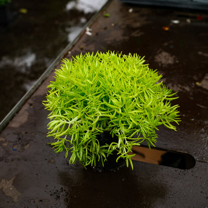 Sedum mexicanum (4.5")