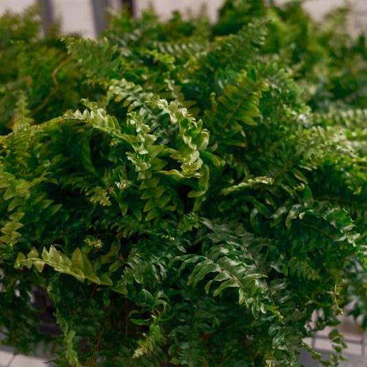 Boston Fern (4.5")