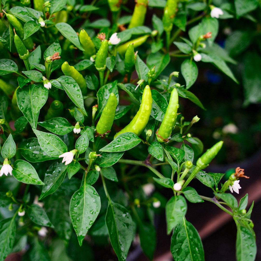 Father's Day Gift Set – Basil, Chili Pepper & Cricket Frass